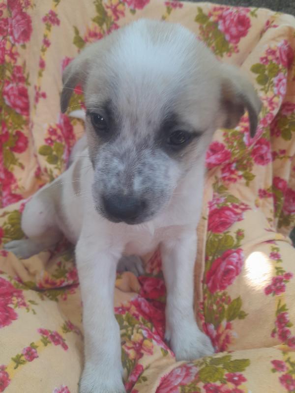 🐾 Gennarino, un piccolo tesoro in cerca di amore 🐾 Foto 5